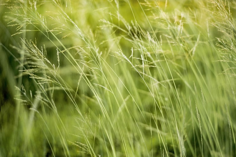 Eco-fashion trends
