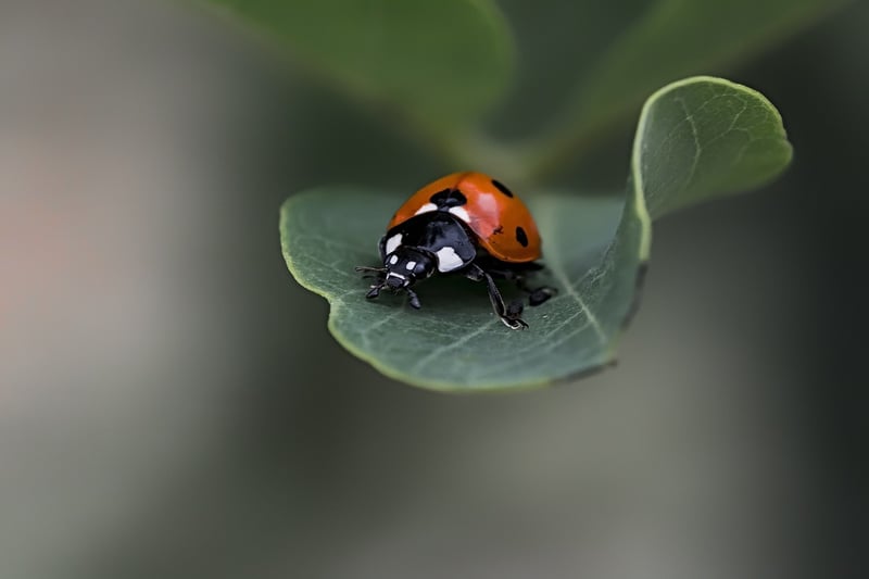 Integrated Pest Management