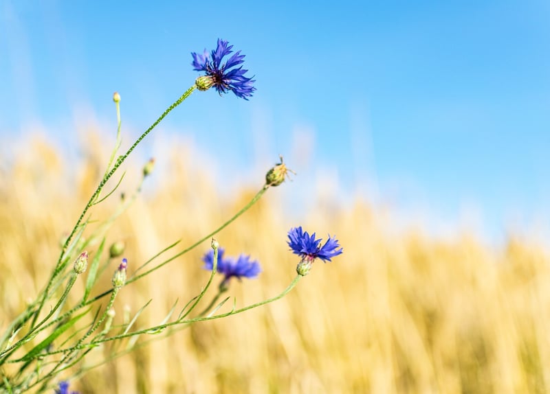 Native Plants